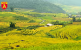Mùa vàng ở vùng cao Y Tý